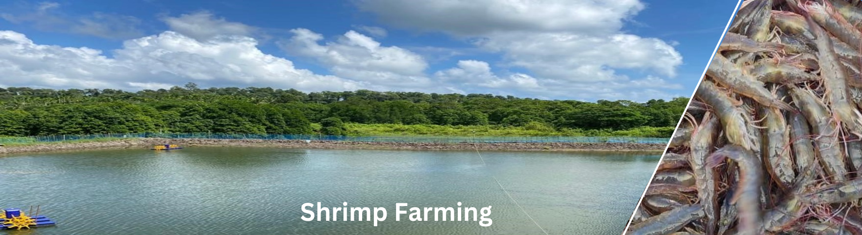 shrimp_farming